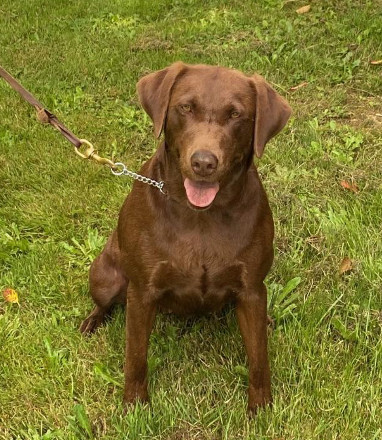 Light chocolate lab hot sale